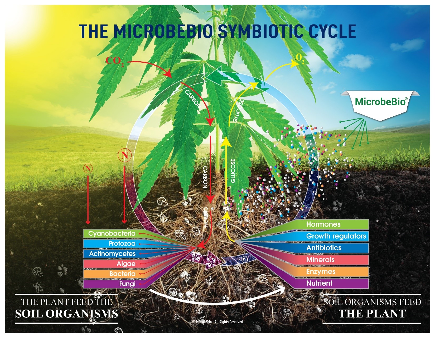 Microbebio Cannabis