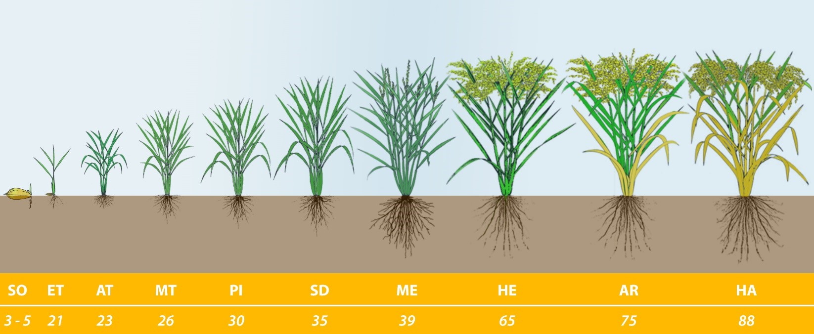 Microbebio RICE PLANT GROWTH STAGES