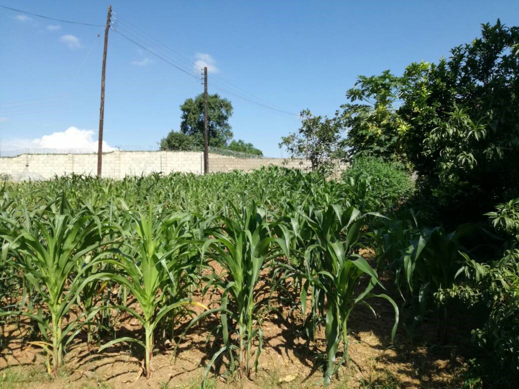 corn Zambia trial test microbebio