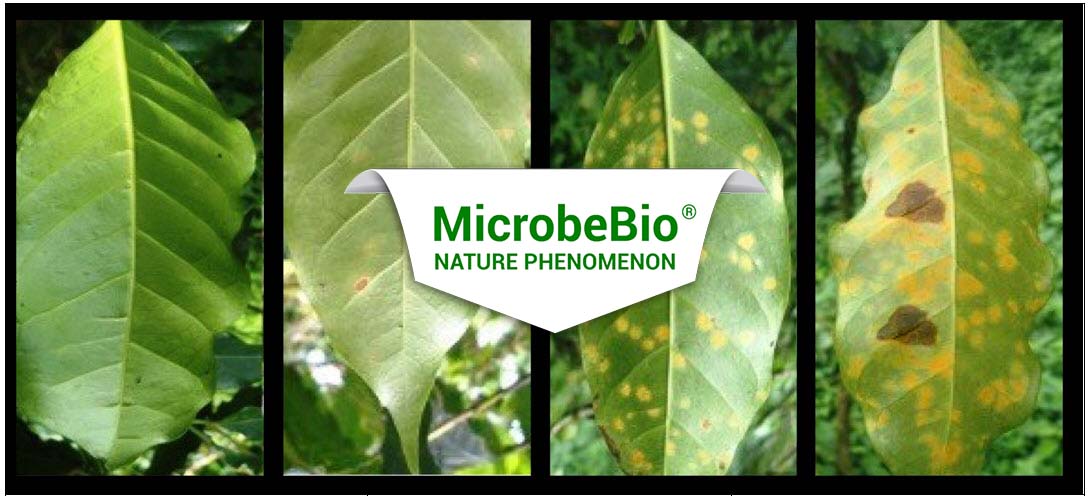 coffee rust treatment microbebio