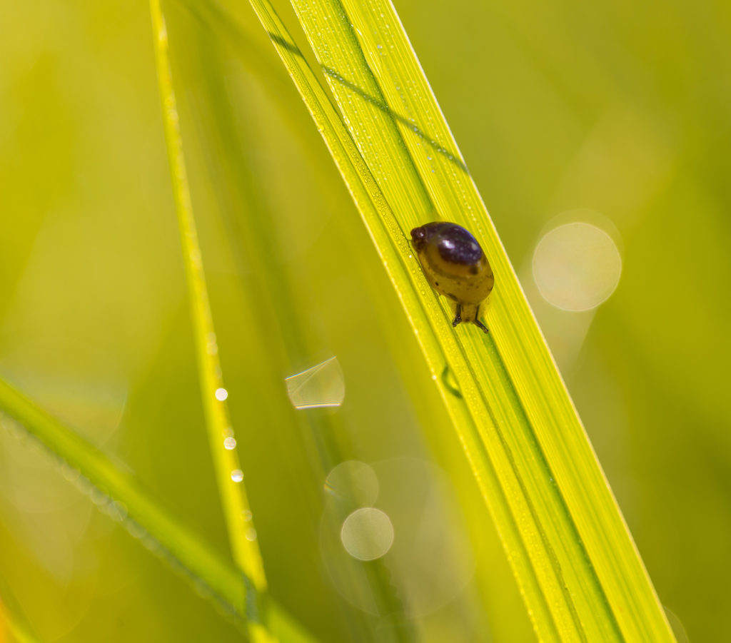 Revolutionizing Ecosystem Protection with MicrobeBio® X8™: A Scientific Approach to Golden Apple Snail Control