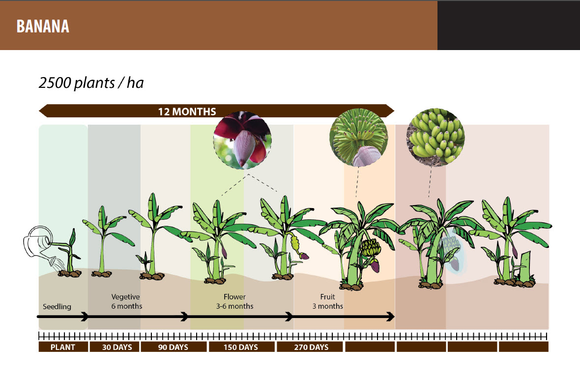 Microbebio Application Banana Tree