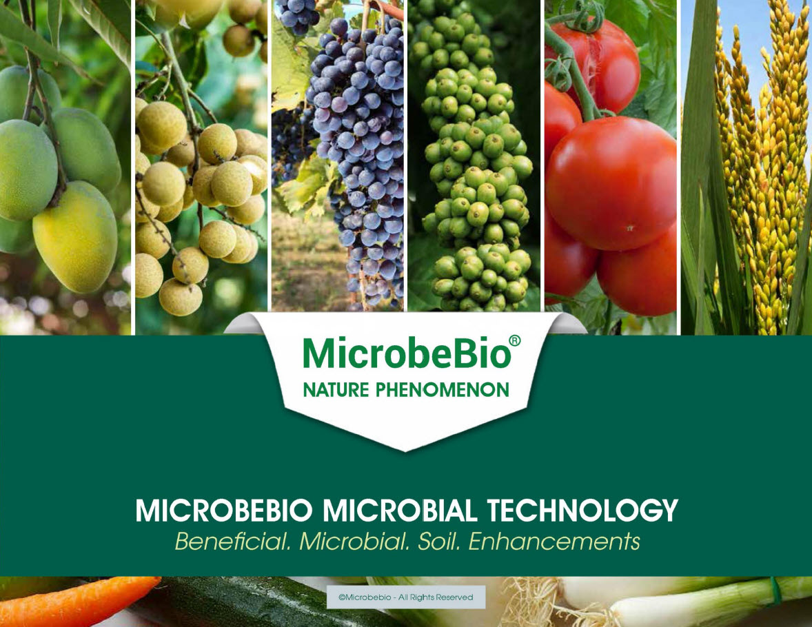 Microbebio Application Banana Tree 2