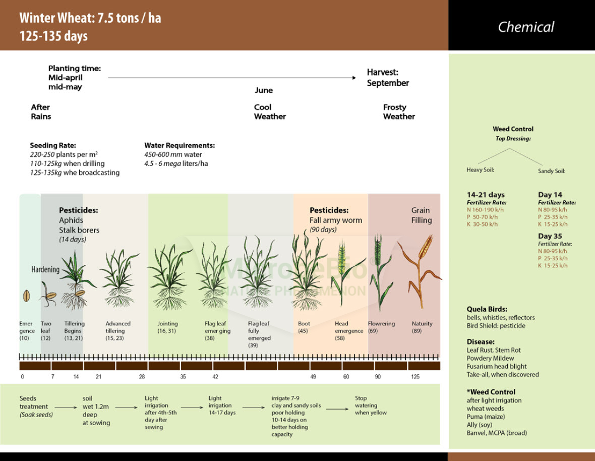 Microbebio Application for Wheat 1