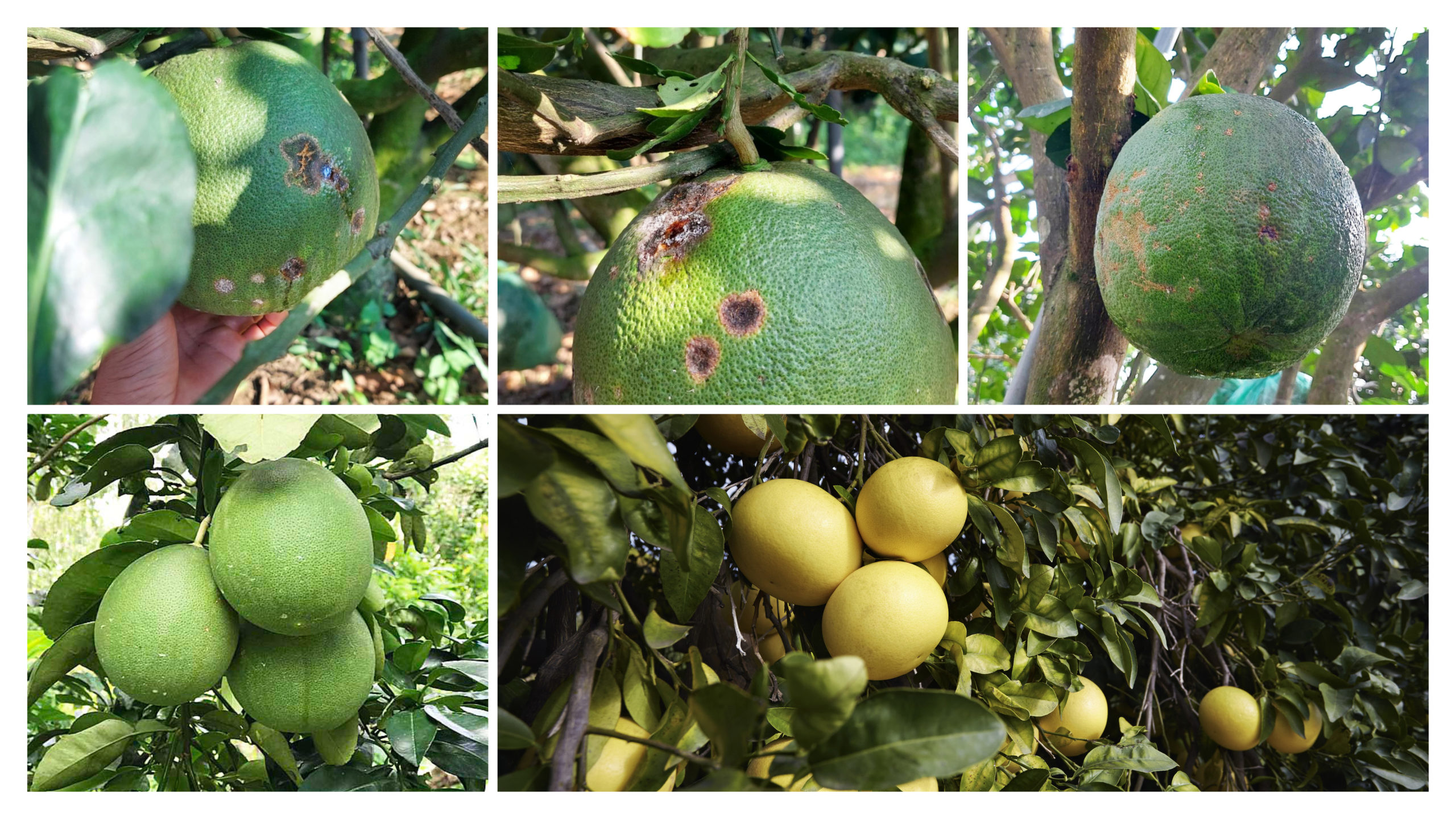 GRAPEFRUIT TREE BANNER