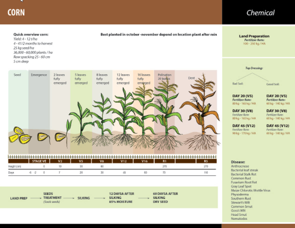 MICROBEBIO - PEST PREVENT DISEASES - CORN 1