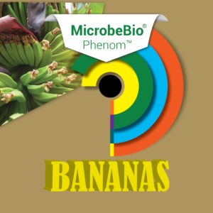 MICROBEBIO PHENOM Bananas