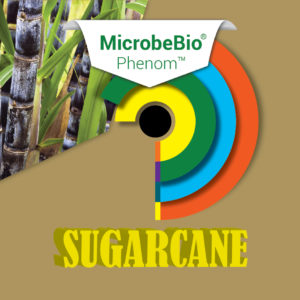 MICROBEBIO PHENOM Sugarcane