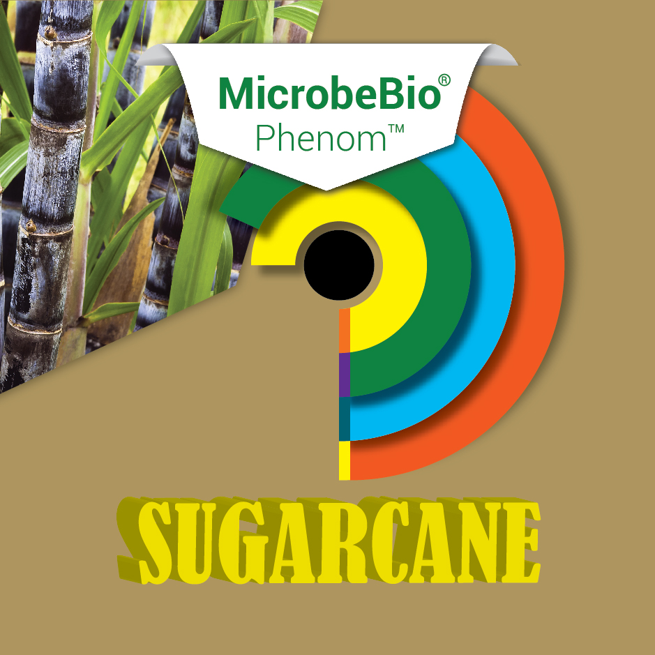 MICROBEBIO PHENOM Sugarcane