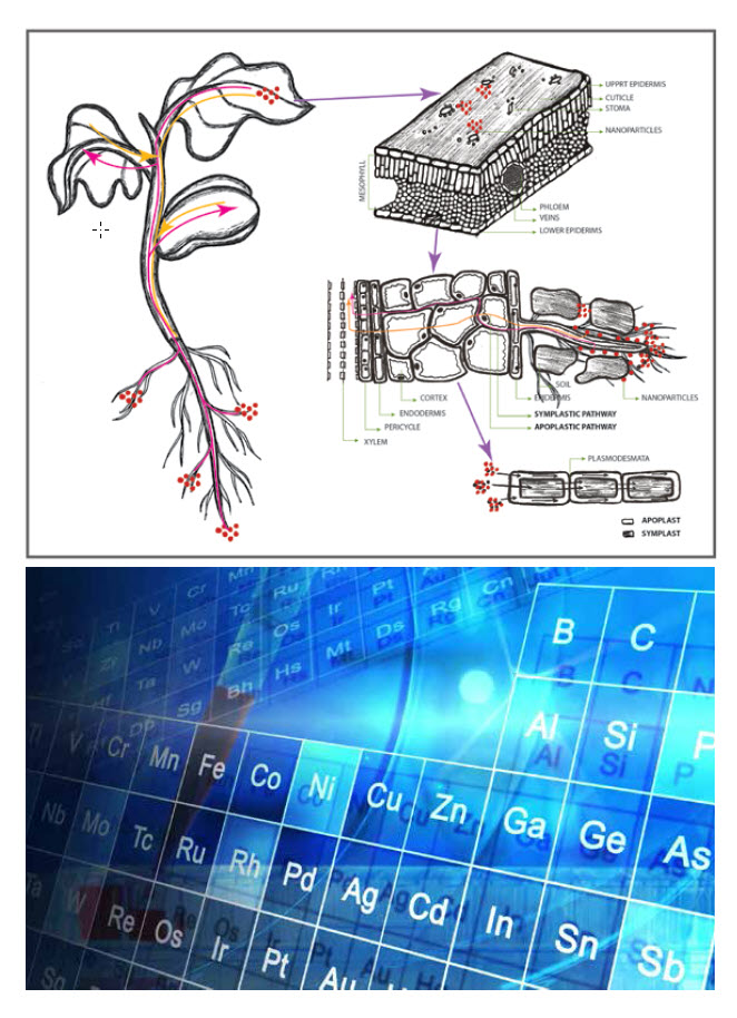 Microbebio Trace Mineral 11