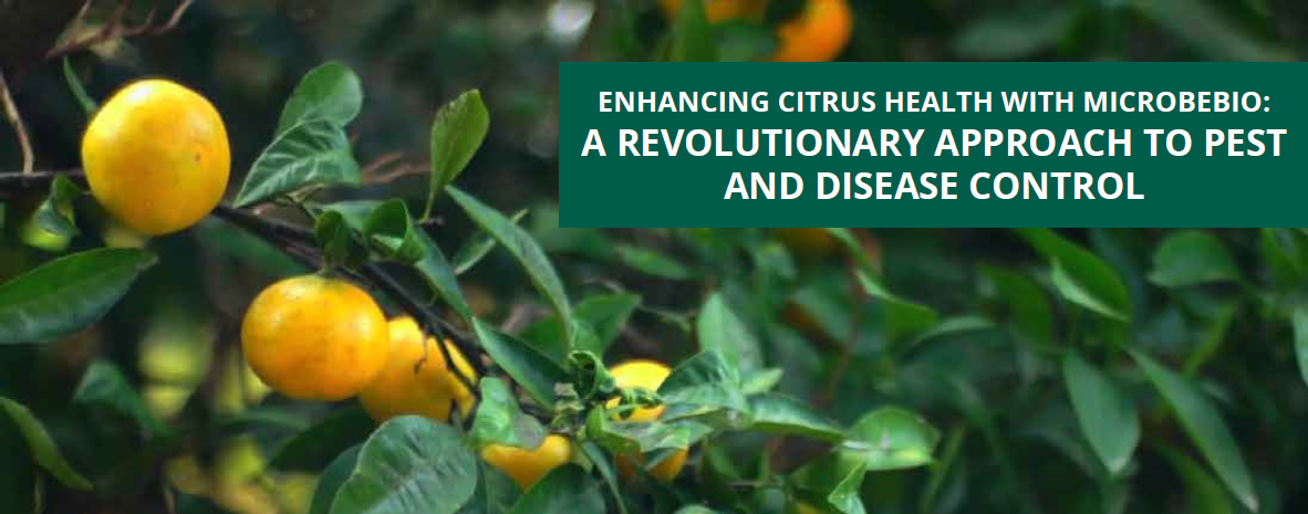 Enhancing Citrus Health with Microbebio 1