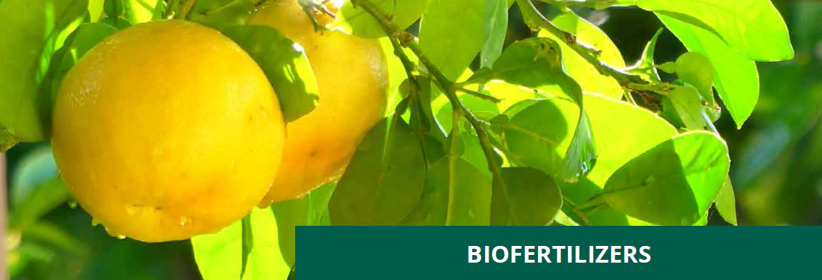 Enhancing Citrus Health with Microbebio 4