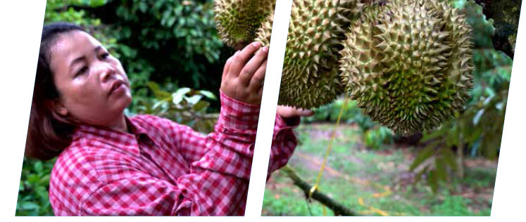 Growing durian using microbebio microbes to enhance yield 2