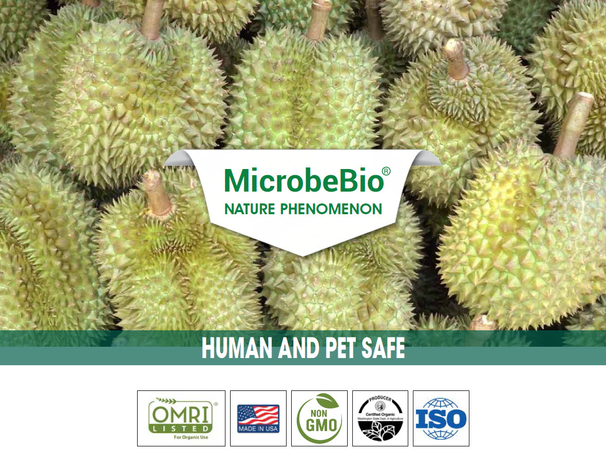 Growing durian using microbebio microbes to enhance yield