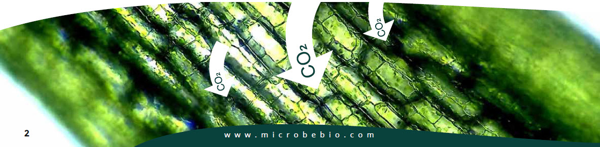 MICROBEBIO - Pioneering Carbon Emission Transformation for a Sustainable Tomorrow