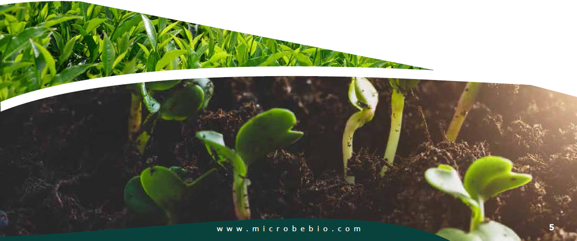 MICROBEBIO - Pioneering Carbon Emission Transformation for a Sustainable Tomorrow 5