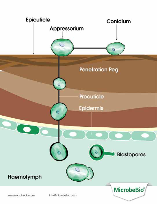 Microbebio Aqua Activator 7