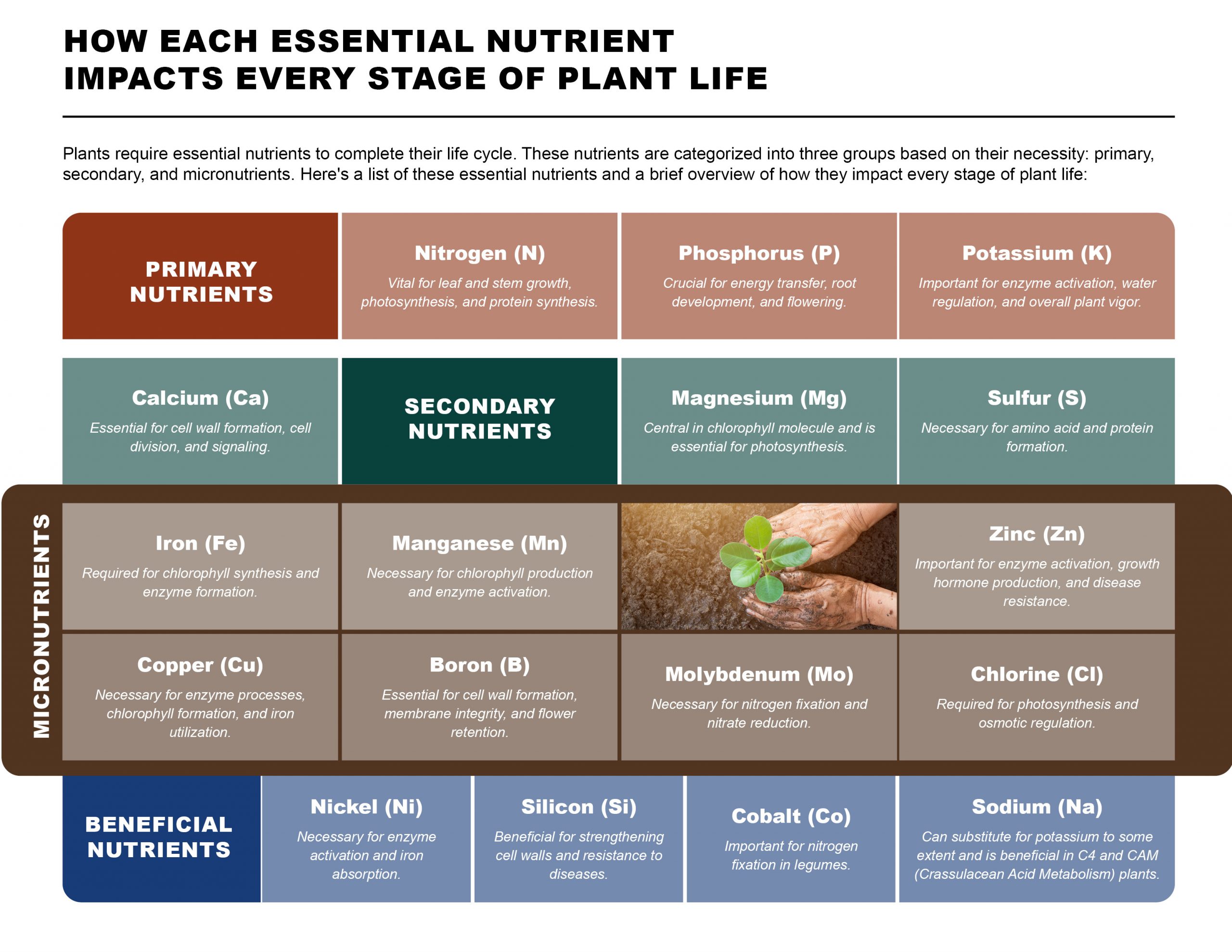 how each essential nutrient impacts every stage of plant life - English -10 10 23