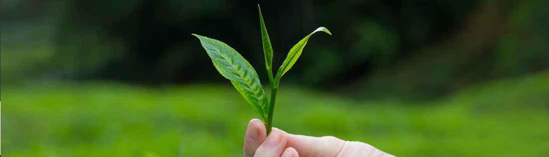 Enhancing Tea Trees with Nutrient Fixation