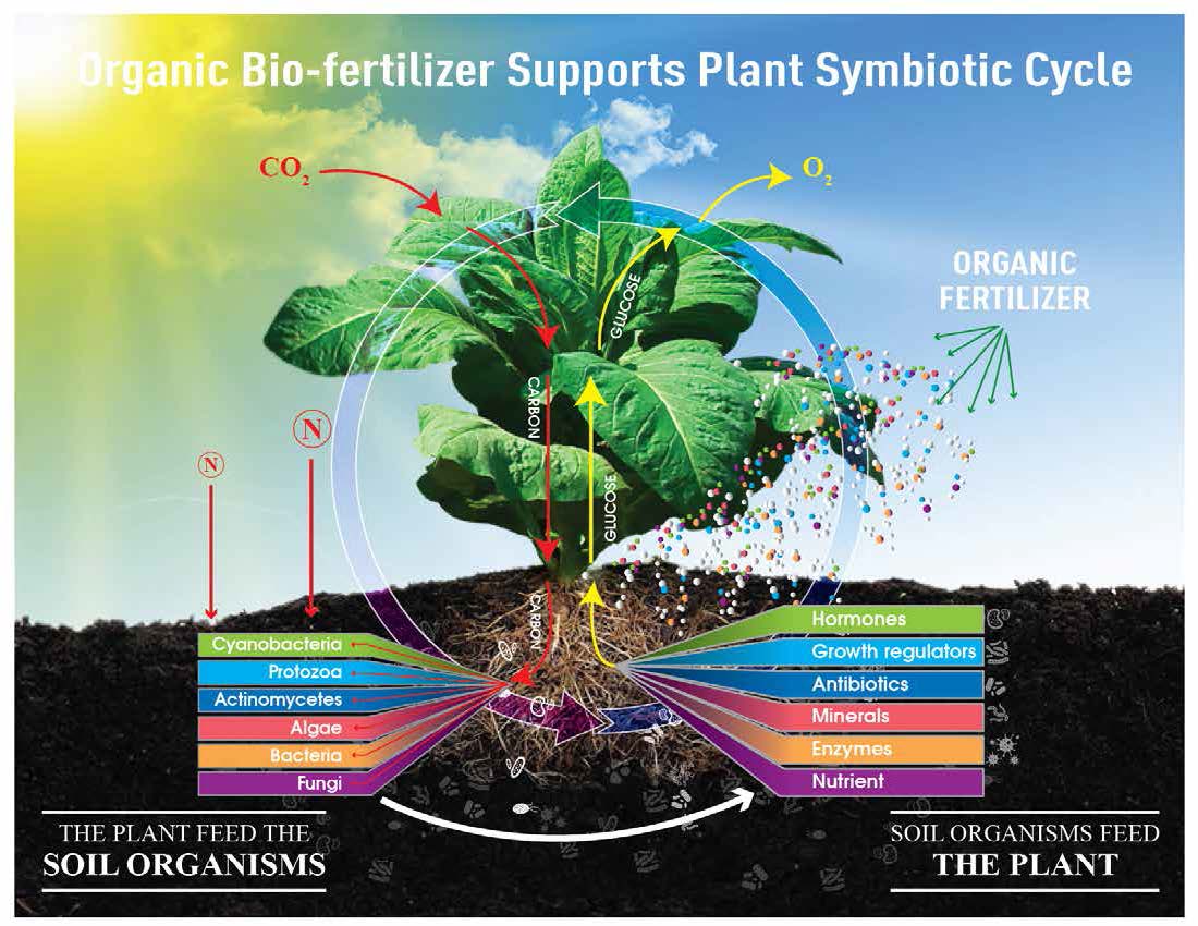 Enhancing Tea Trees with Nutrient Fixation