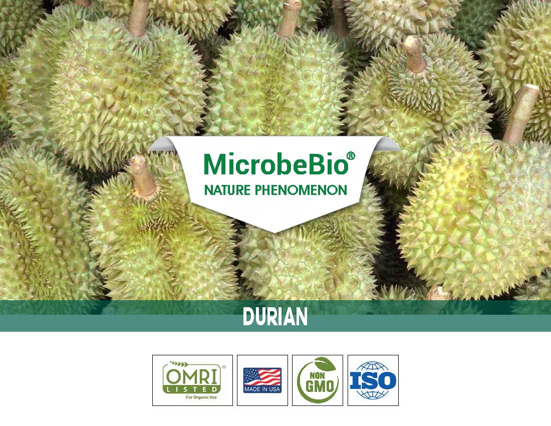 MicrobeBio NATURE PHENOMENON DURIAN