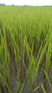 Organic Rice farms Soc Trang Vietnam
