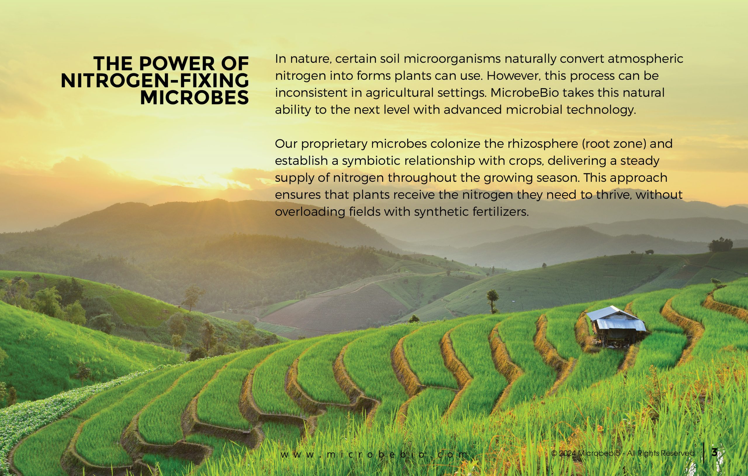 MICROBEBIO - Transforming Agriculture with Nitrogen-Fixing Microbes - 11 21 243