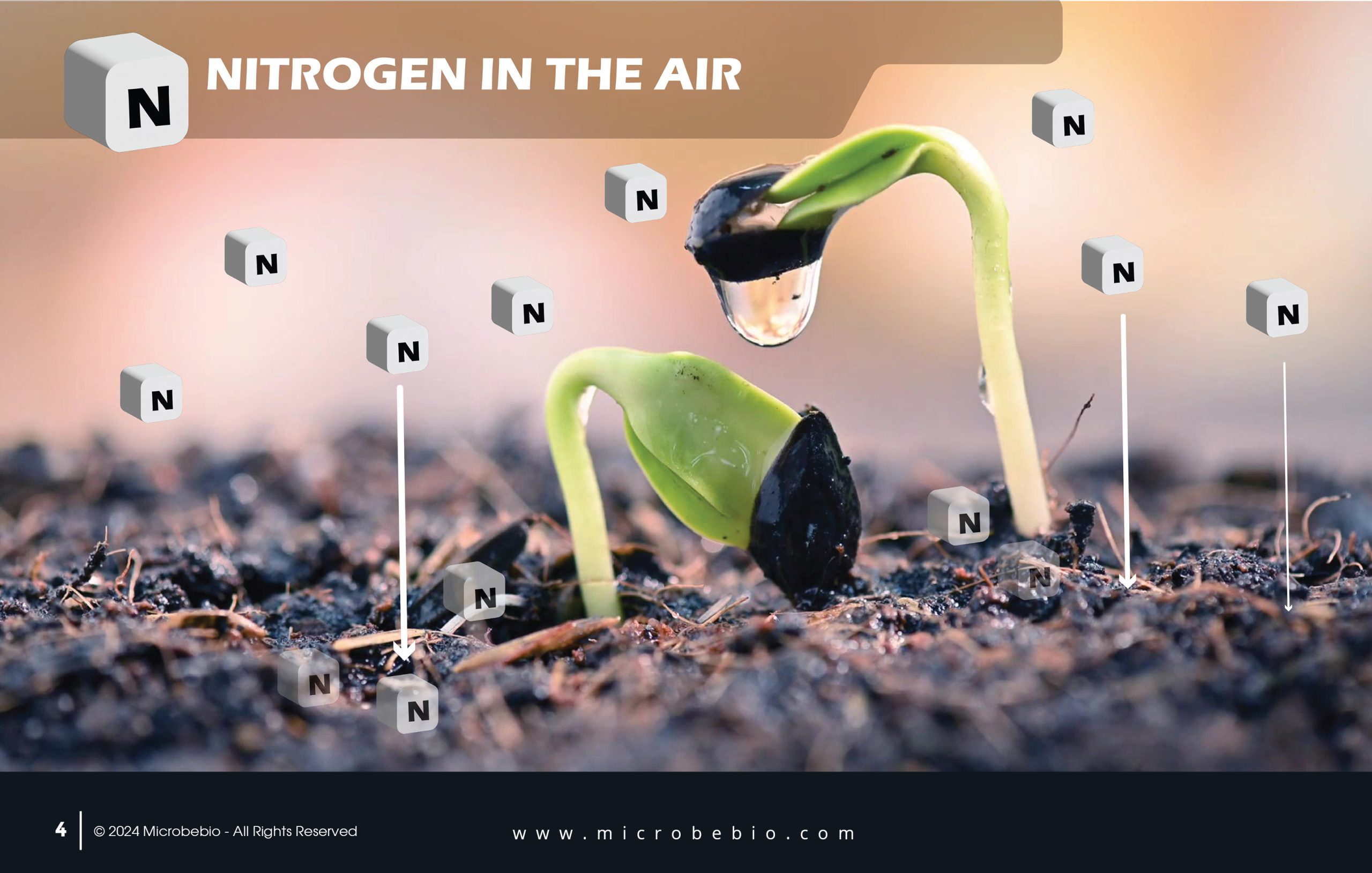 MICROBEBIO - Transforming Agriculture with Nitrogen-Fixing Microbes - 11 21 244