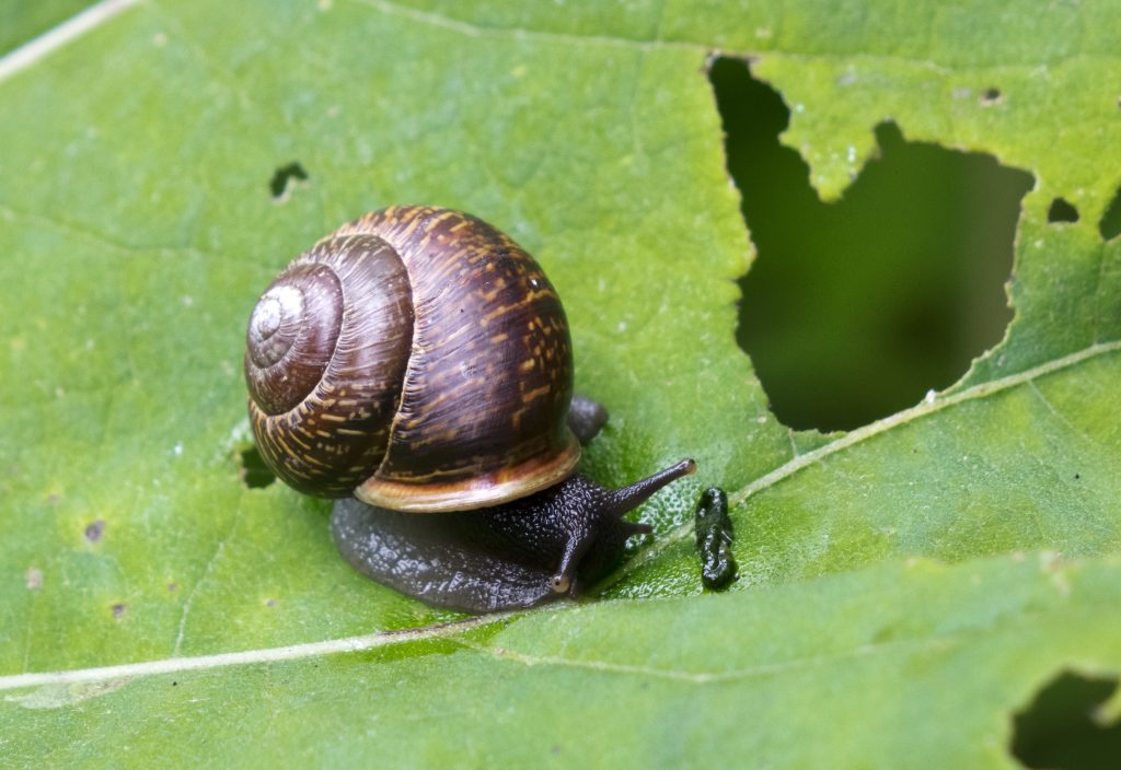 Controlling Golden Apple Snail in Rice Fields: History, Challenges, and Solutions