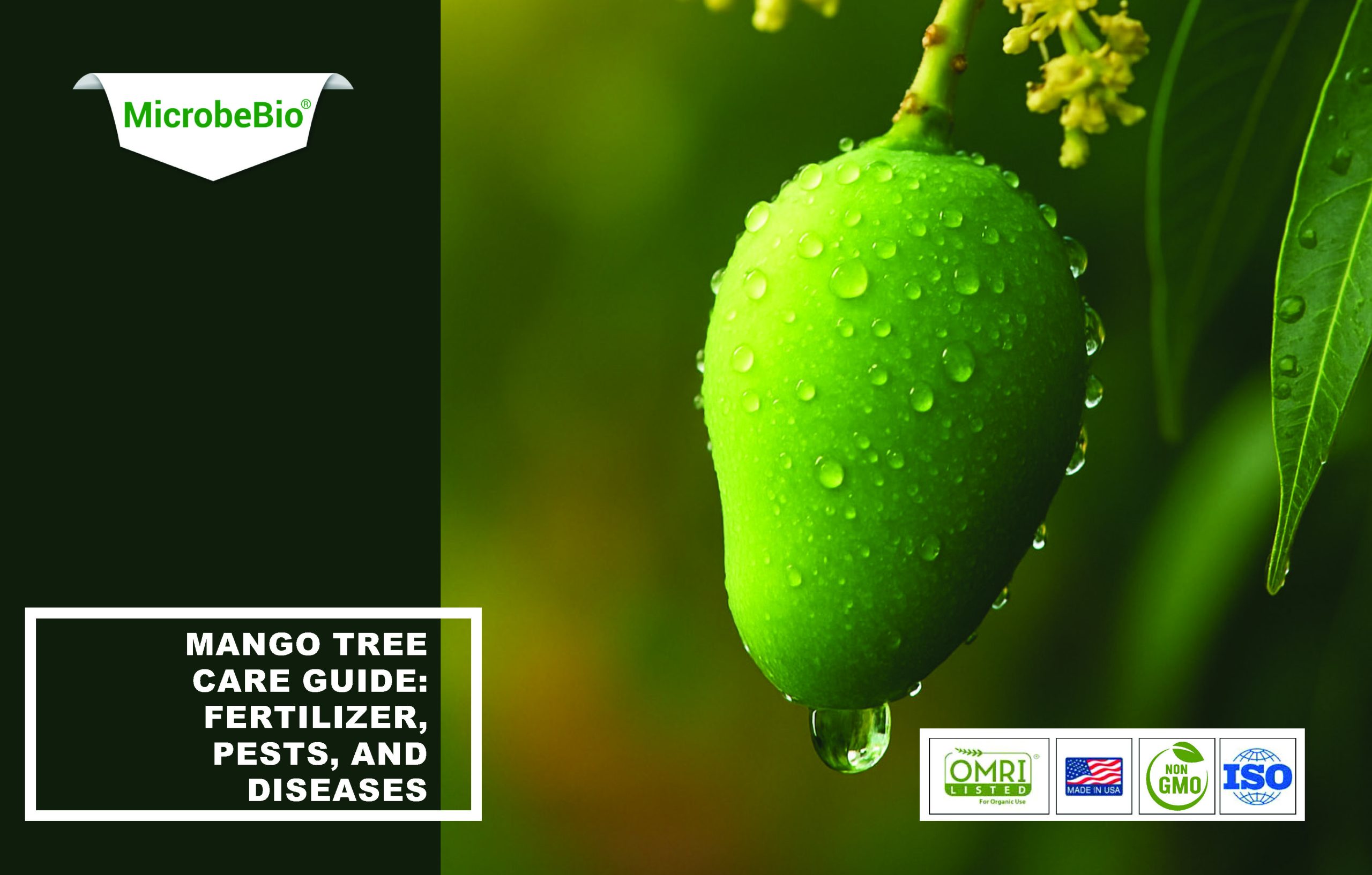 Mango Tree Care Guide Fertilizer-Pests-and Diseases