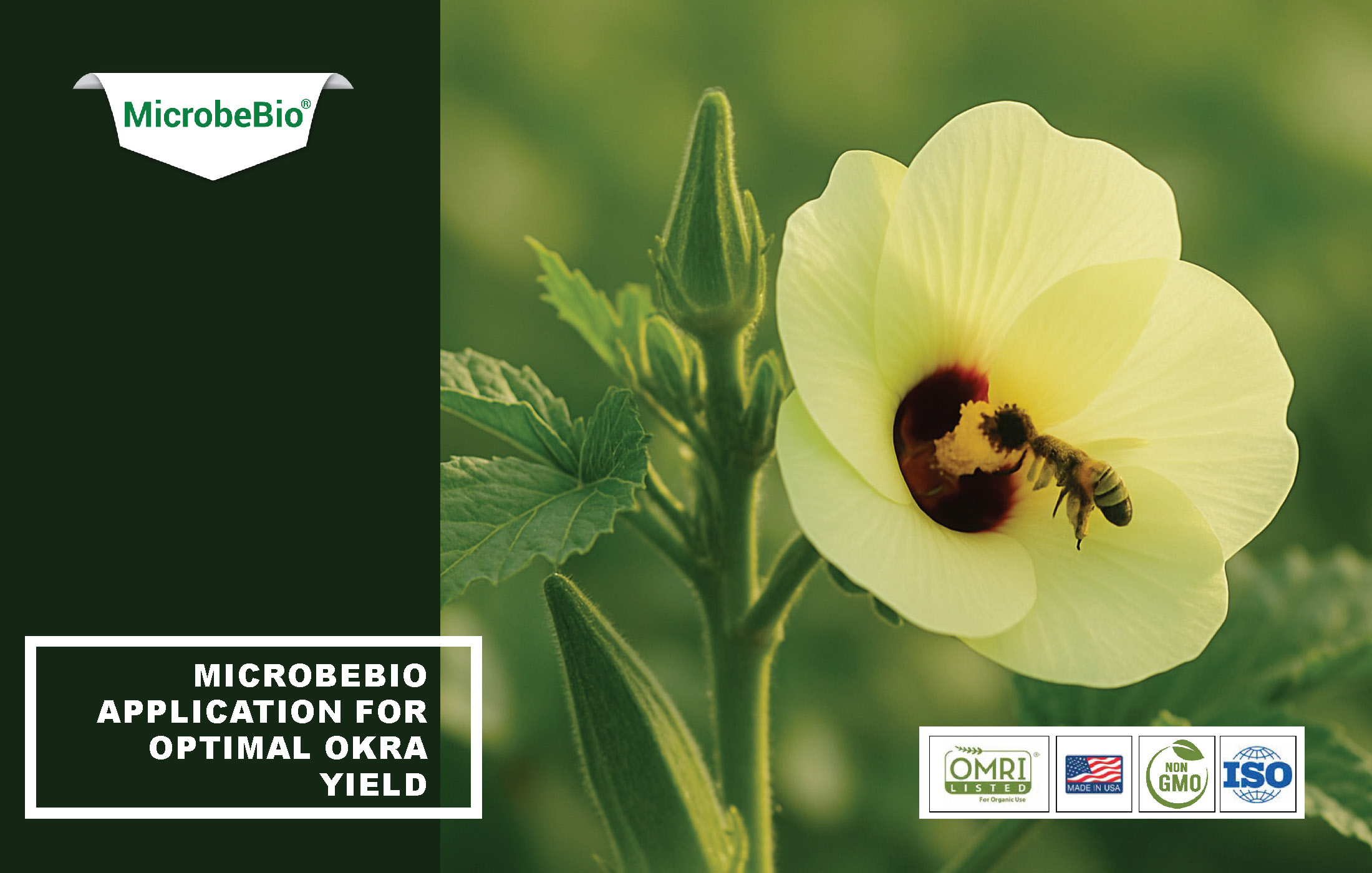 Microbebio Application for Optimal Okra Yield