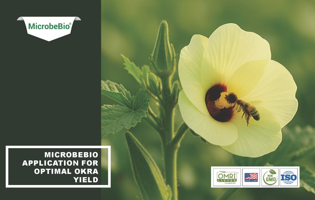 Microbebio Application for Optimal Okra Yield