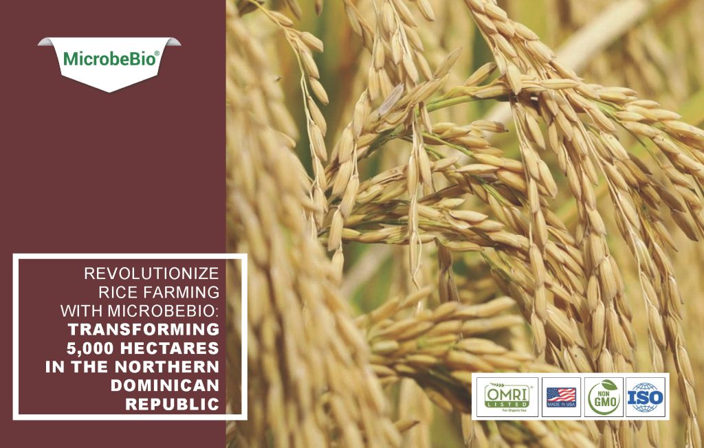 Revolutionize Rice Farming with Microbebio: Transforming 5,000 Hectares in the Northern Dominican Republic