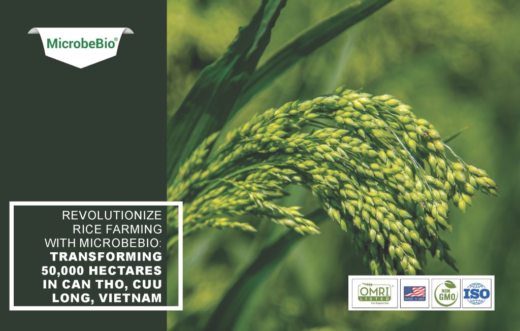 Revolutionize Rice Farming with Microbebio: Transforming 50,000 Hectares in Can Tho, Cuu Long, Vietnam