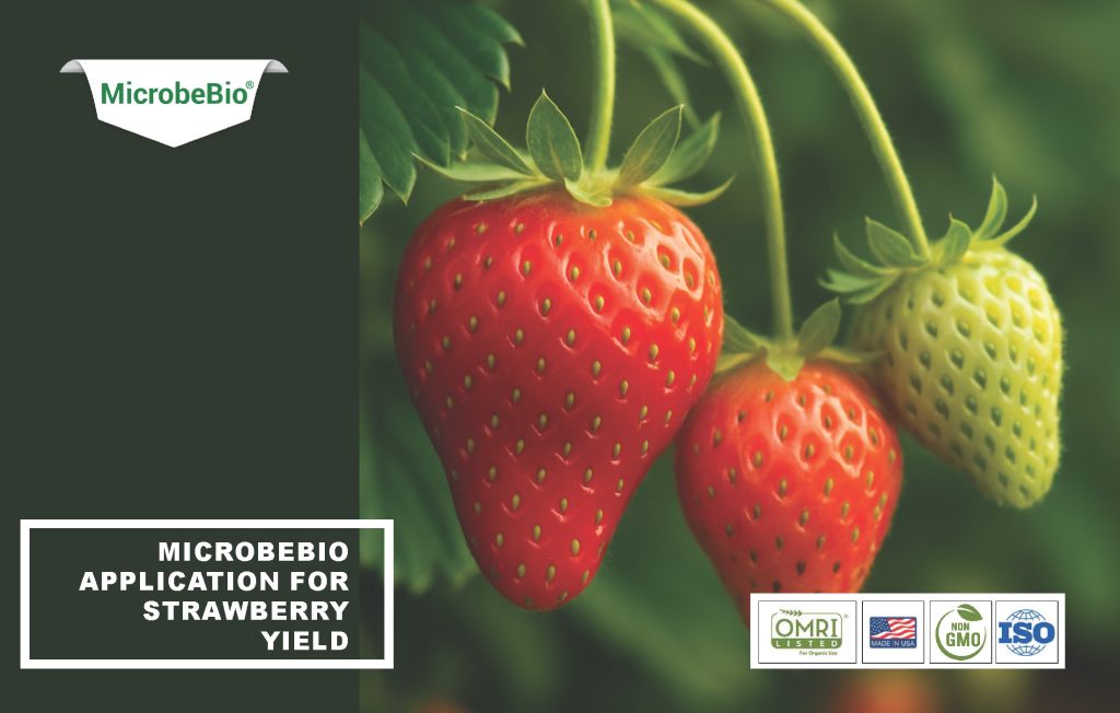 Microbebio Application for Strawberry Yield