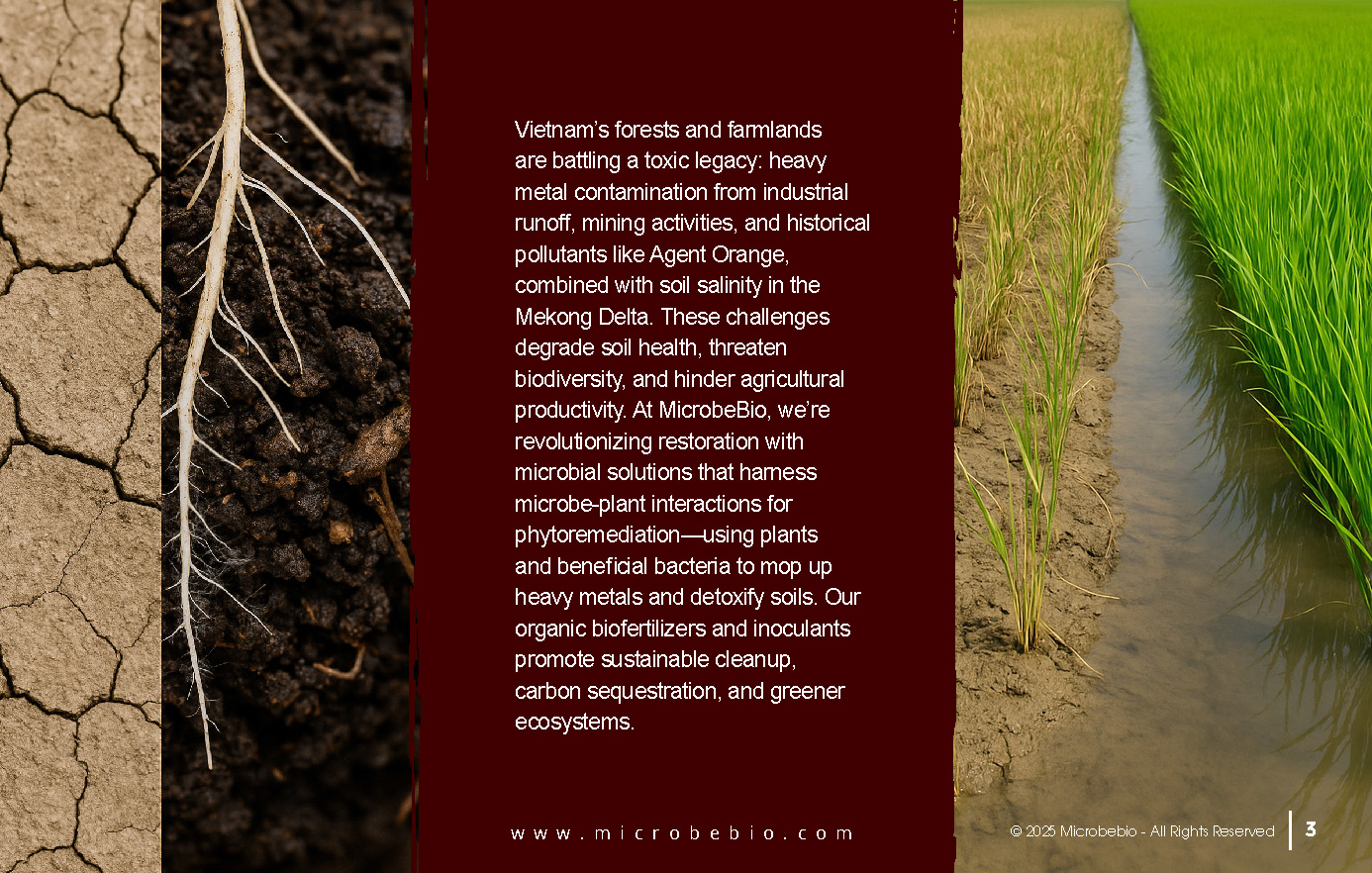 Reviving Vietnam- Forests with MicrobeBio-Sustainable Soil Solutions for Heavy Metal Cleanup and Bioremediation_Page_03
