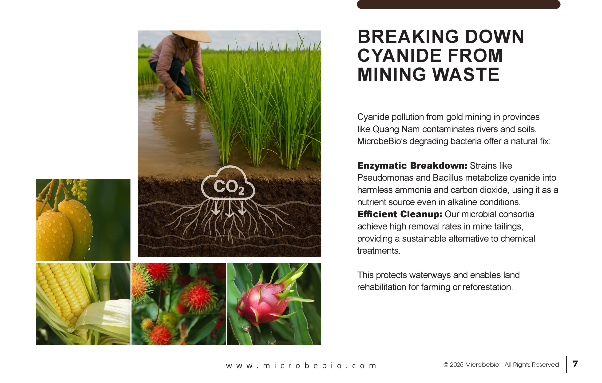 Reviving Vietnam- Forests with MicrobeBio-Sustainable Soil Solutions for Heavy Metal Cleanup and Bioremediation_Page_07