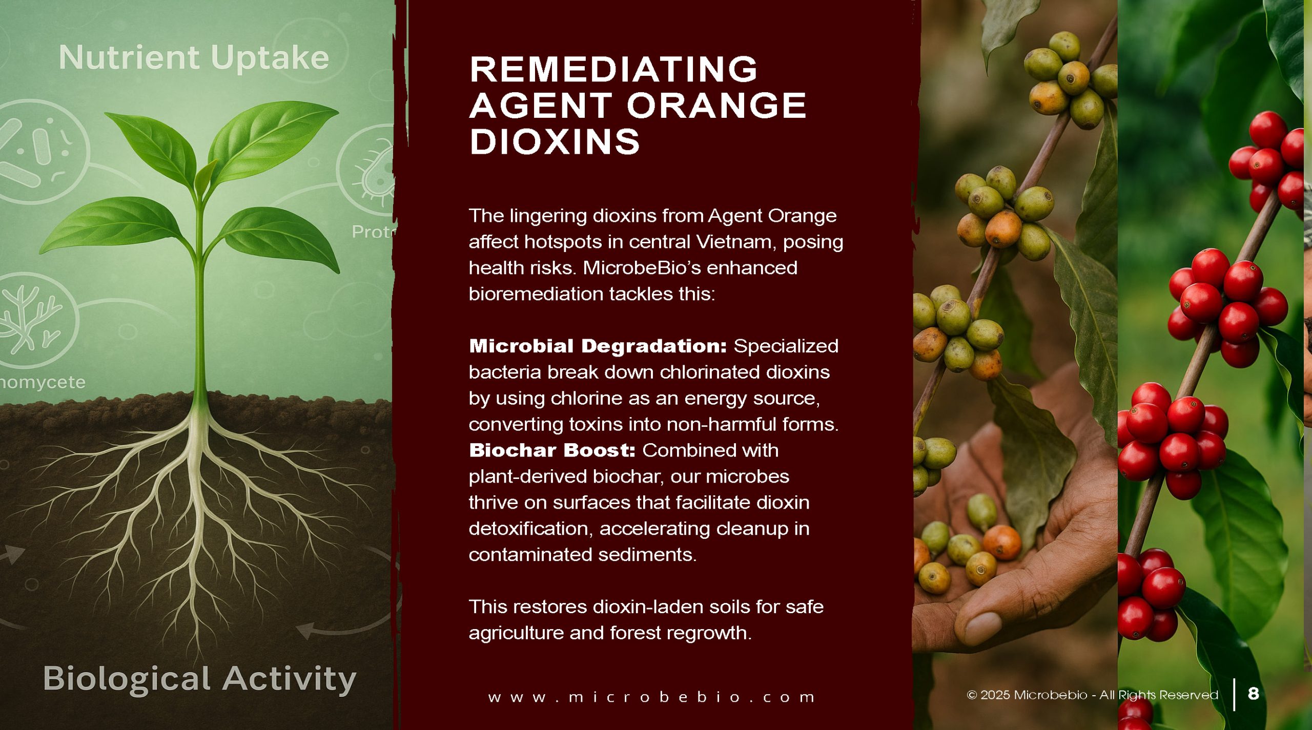 Reviving Vietnam- Forests with MicrobeBio-Sustainable Soil Solutions for Heavy Metal Cleanup and Bioremediation_Page_08