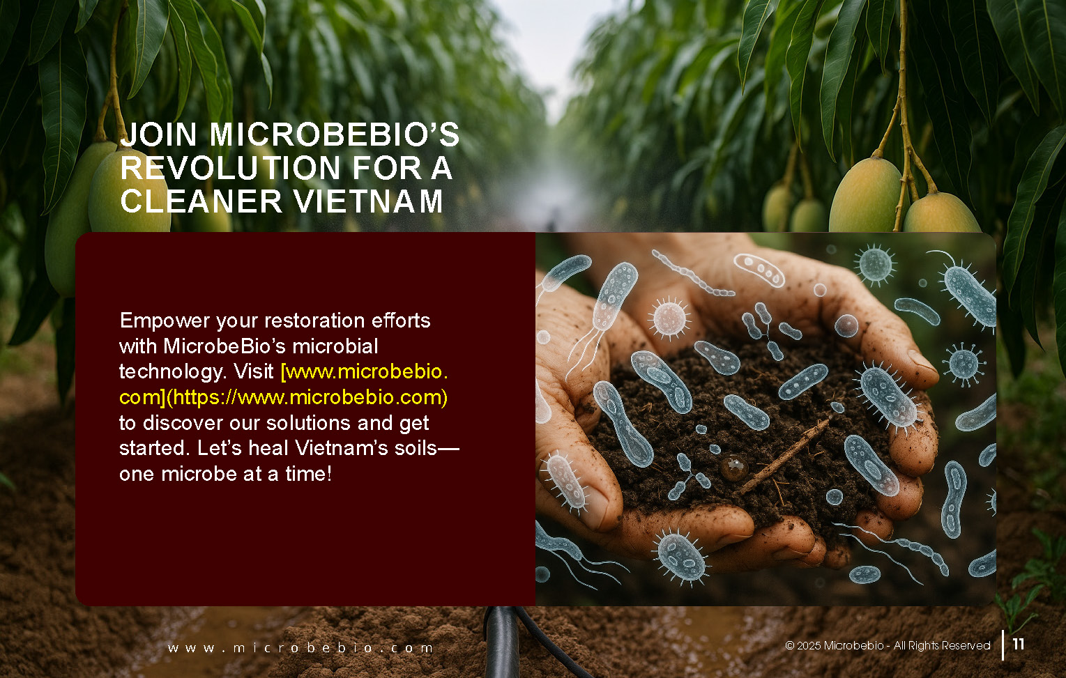 Reviving Vietnam- Forests with MicrobeBio-Sustainable Soil Solutions for Heavy Metal Cleanup and Bioremediation_Page_11
