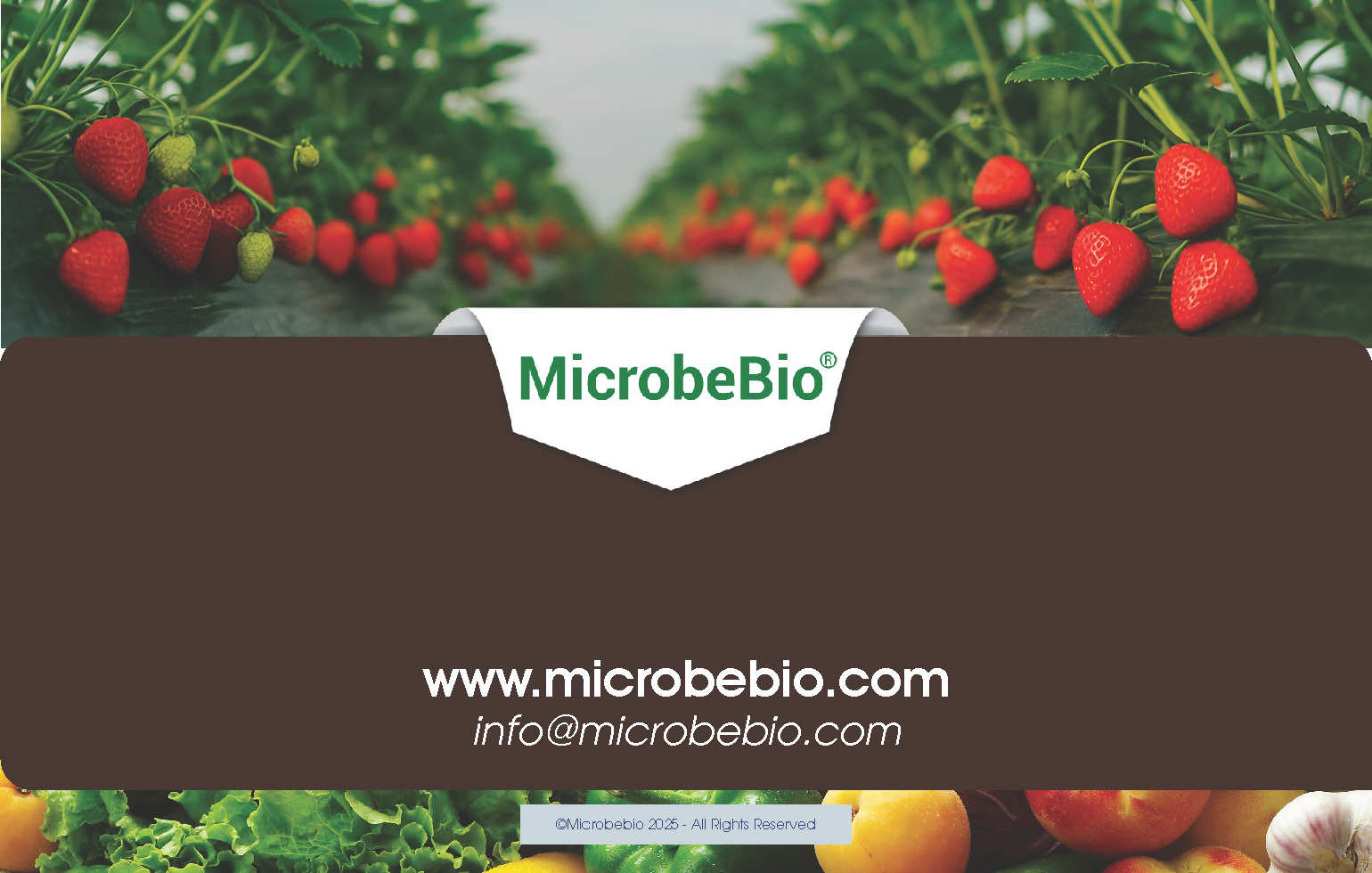 Reviving Vietnam- Forests with MicrobeBio-Sustainable Soil Solutions for Heavy Metal Cleanup and Bioremediation_Page_12