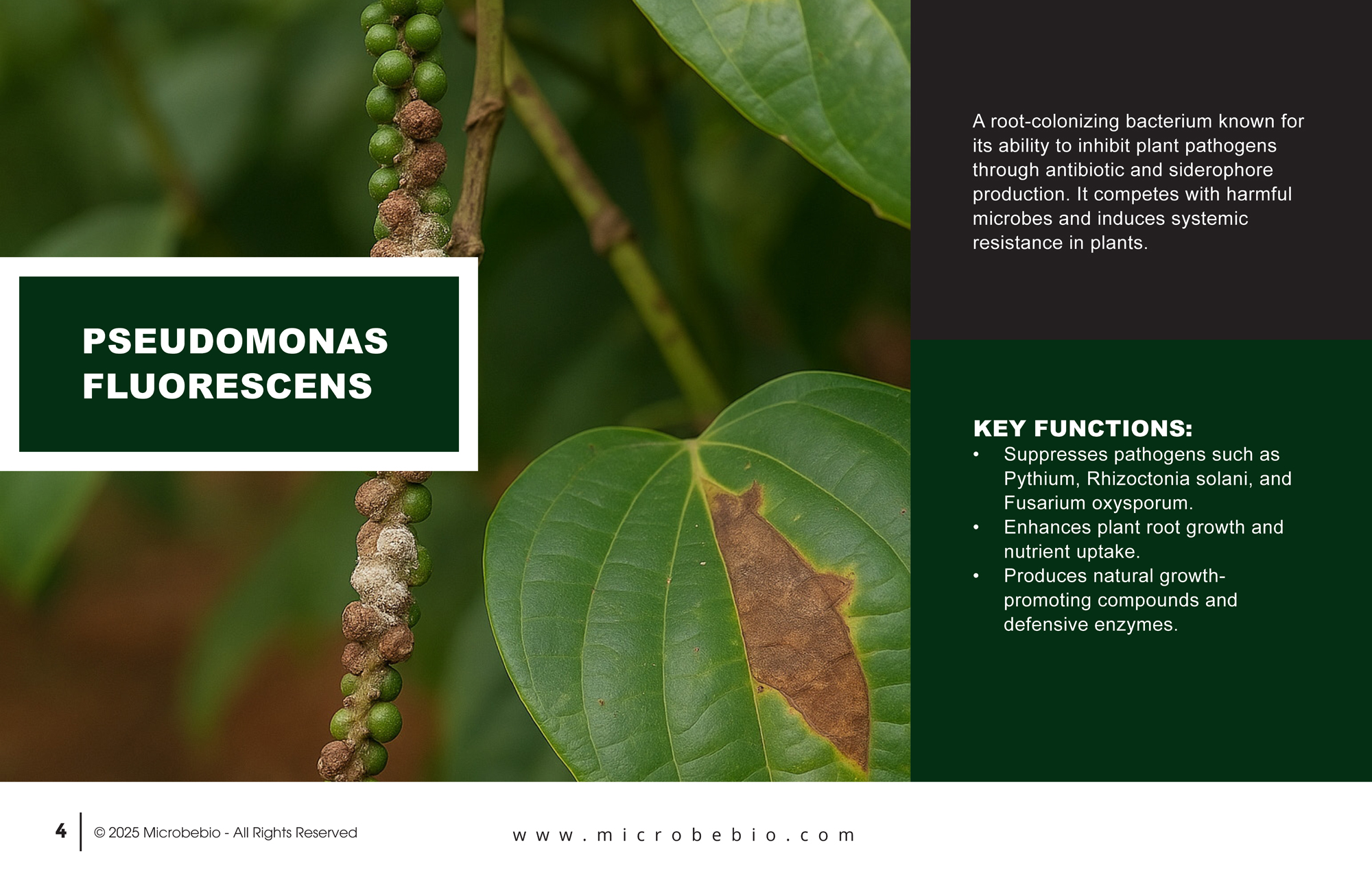 MicrobeBio X5-Advanced Biological Defense Against Plant Pathogens and Fungal Diseases_Page_04
