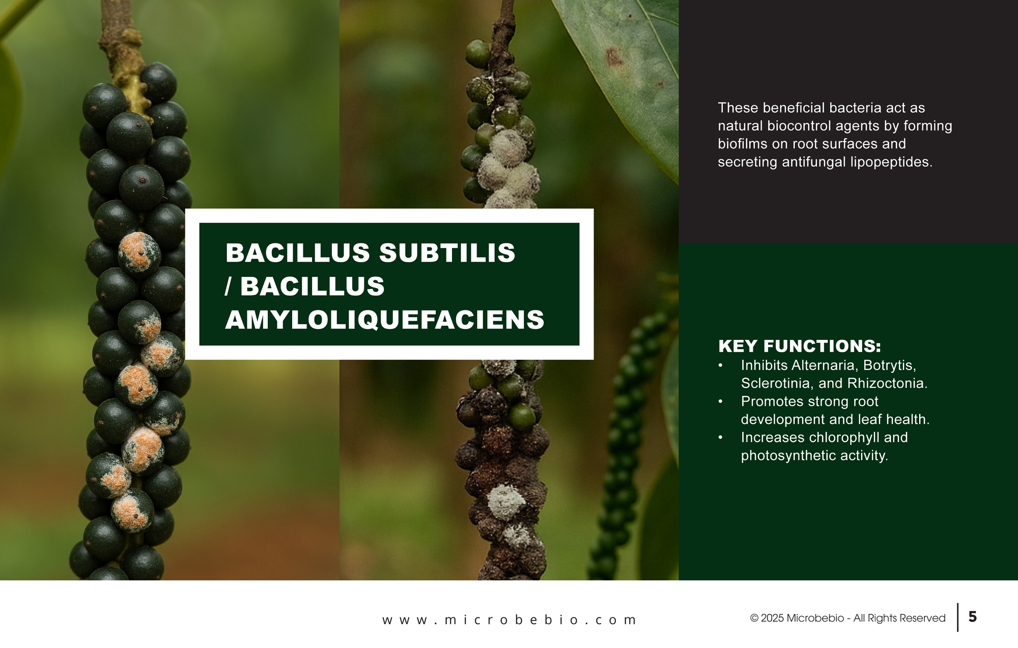 MicrobeBio X5-Advanced Biological Defense Against Plant Pathogens and Fungal Diseases_Page_05