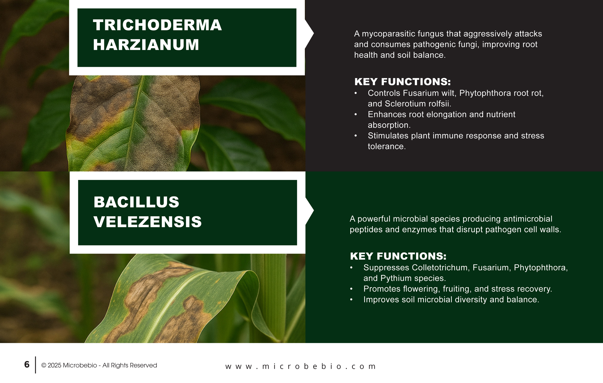 MicrobeBio X5-Advanced Biological Defense Against Plant Pathogens and Fungal Diseases_Page_06