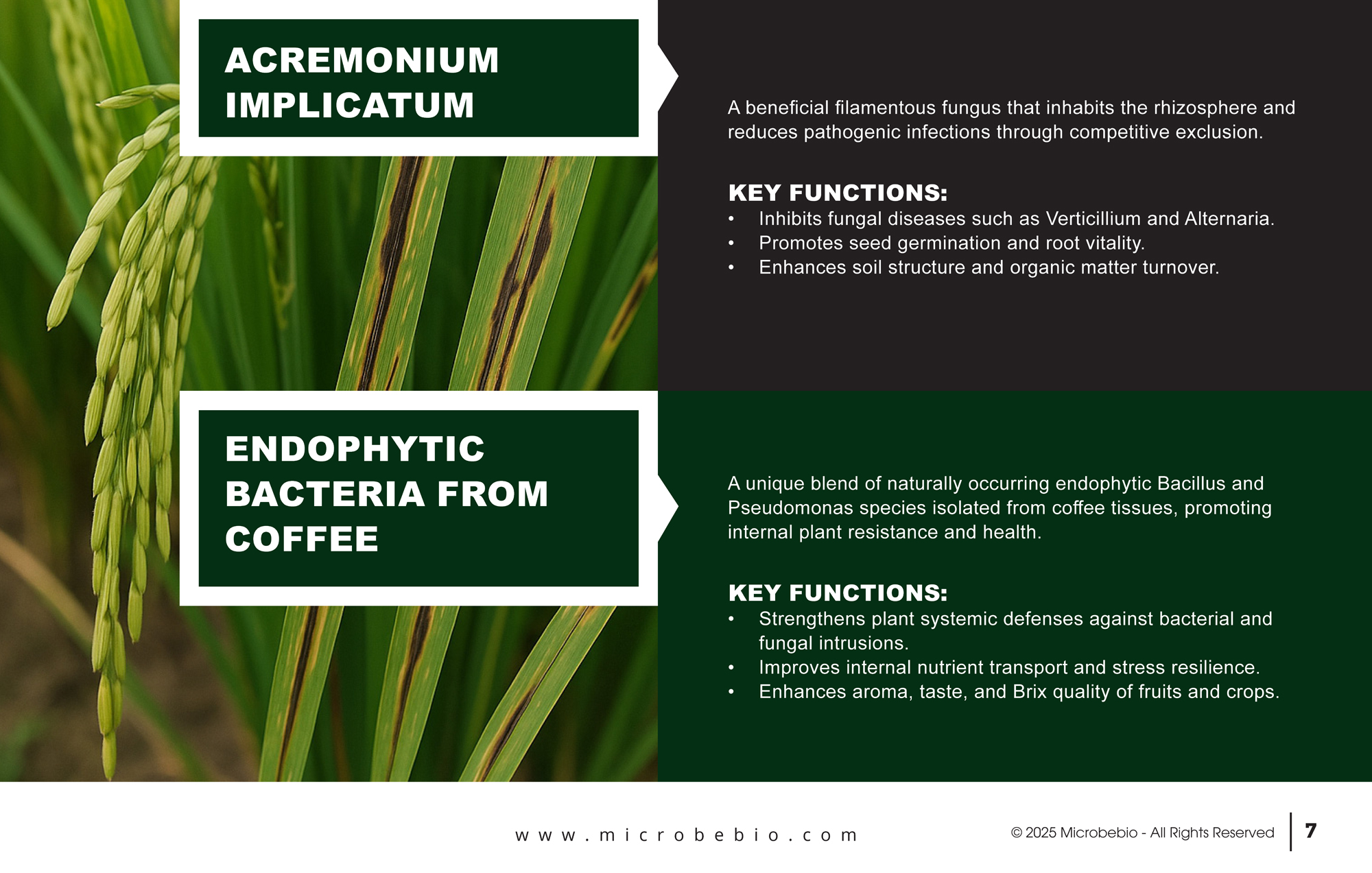 MicrobeBio X5-Advanced Biological Defense Against Plant Pathogens and Fungal Diseases_Page_07