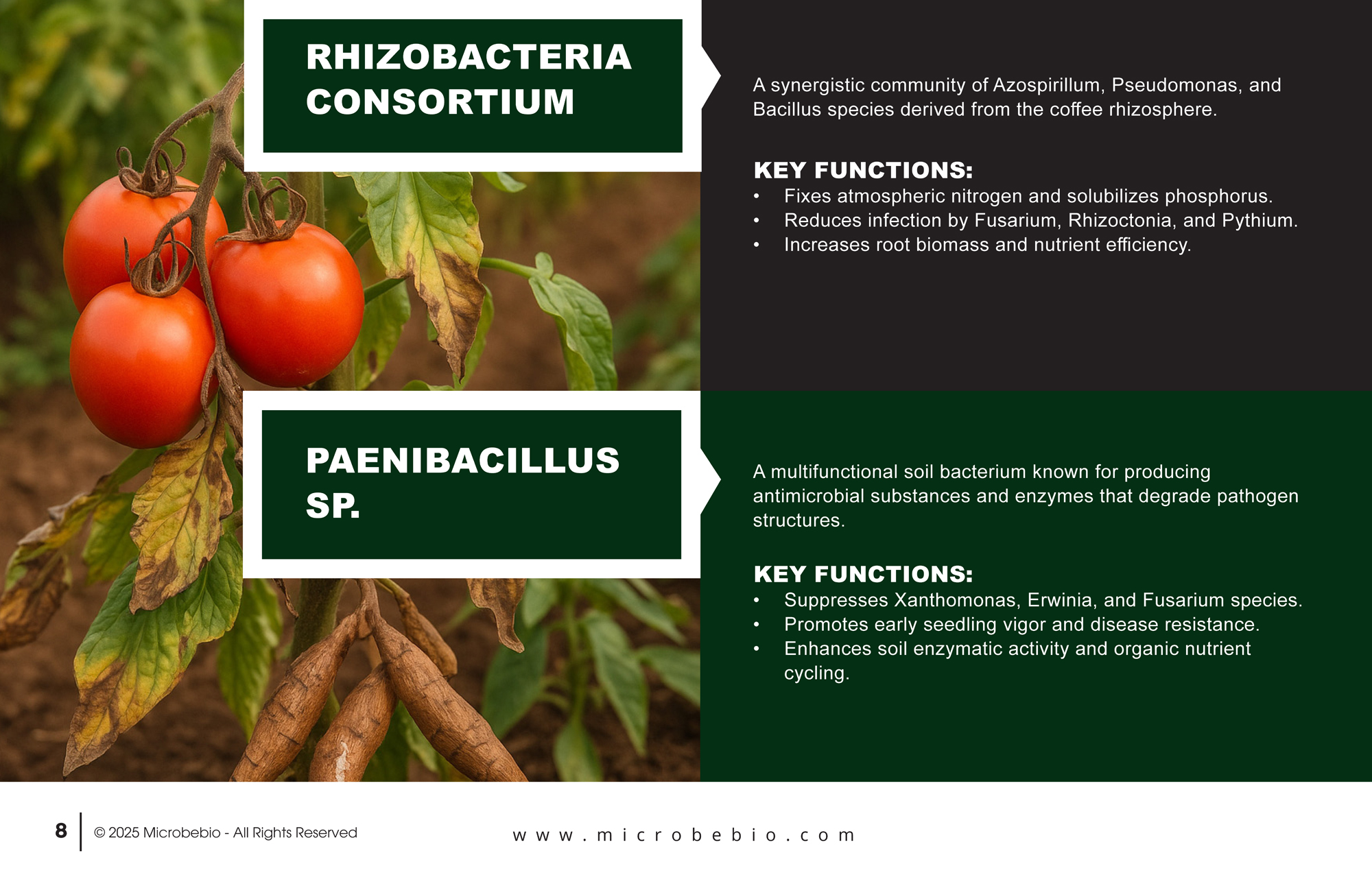 MicrobeBio X5-Advanced Biological Defense Against Plant Pathogens and Fungal Diseases_Page_08