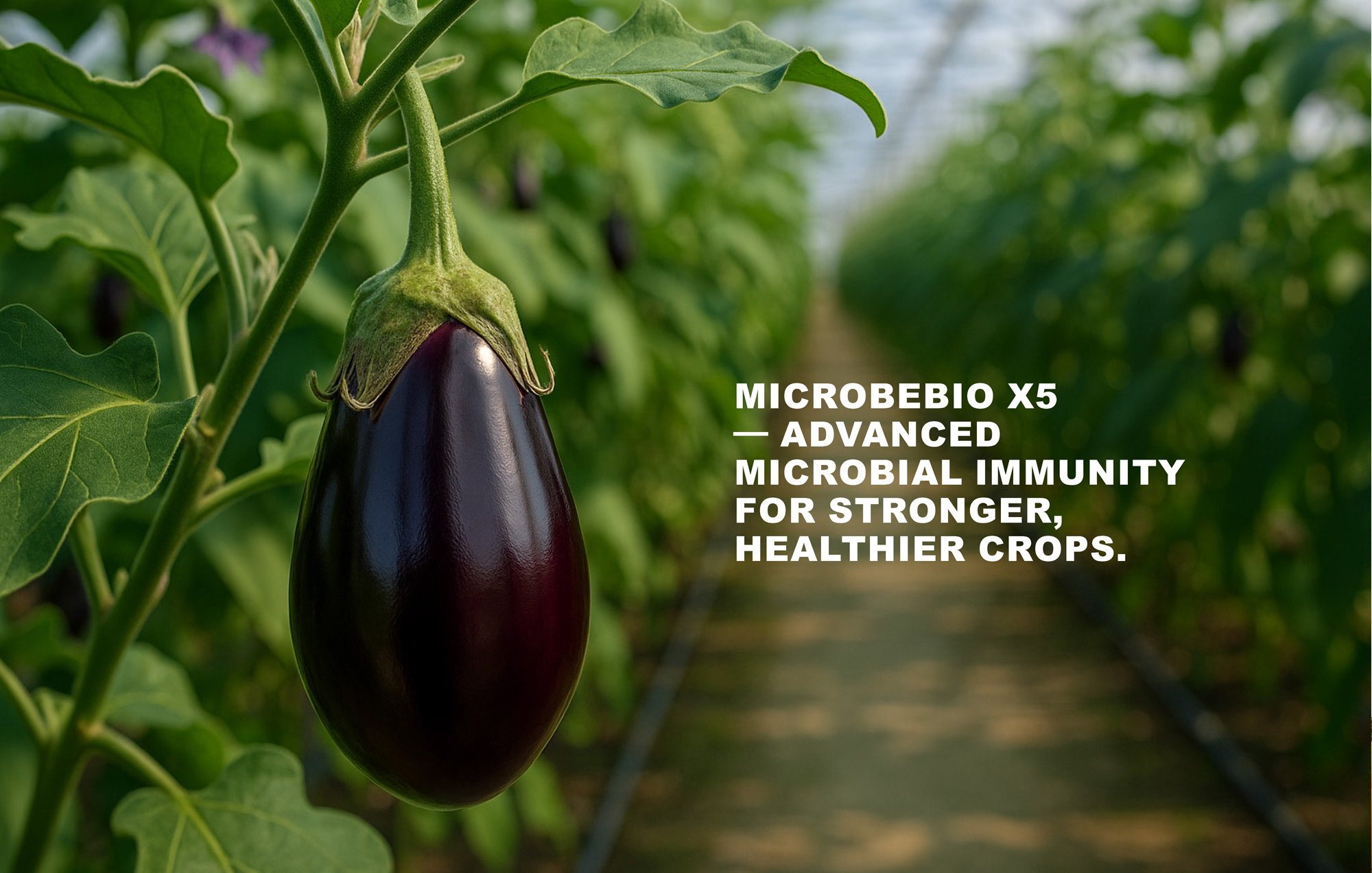 MicrobeBio X5-Advanced Biological Defense Against Plant Pathogens and Fungal Diseases_Page_14