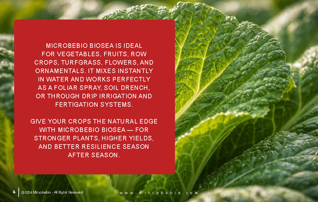 MicrobeBio BioSea is a premium, fully water-soluble plant bio stimulant and potassium fertilizer (0-0-17) designed to deliver explosive growth, superior plant health, and enhanced crop performance. Packed with natural bioactive compounds, trace minerals, and growth-promoting substances, BioSea provides a highly available source of soluble potassium while acting as a powerful natural bio stimulant. It supports plants at every stage from seedling to harvest by improving nutrient efficiency and strengthening overall resilience.