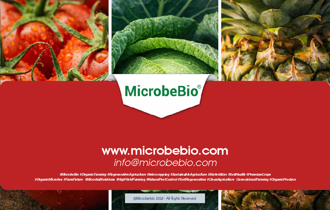 MicrobeBio BioSea is a premium, fully water-soluble plant biostimulant and potassium fertilizer (0-0-17) designed to deliver explosive growth, superior plant health, and enhanced crop performance. Packed with natural bioactive compounds, trace minerals, and growth-promoting substances, BioSea provides a highly available source of soluble potassium while acting as a powerful natural biostimulant. It supports plants at every stage from seedling to harvest by improving nutrient efficiency and strengthening overall resilience.