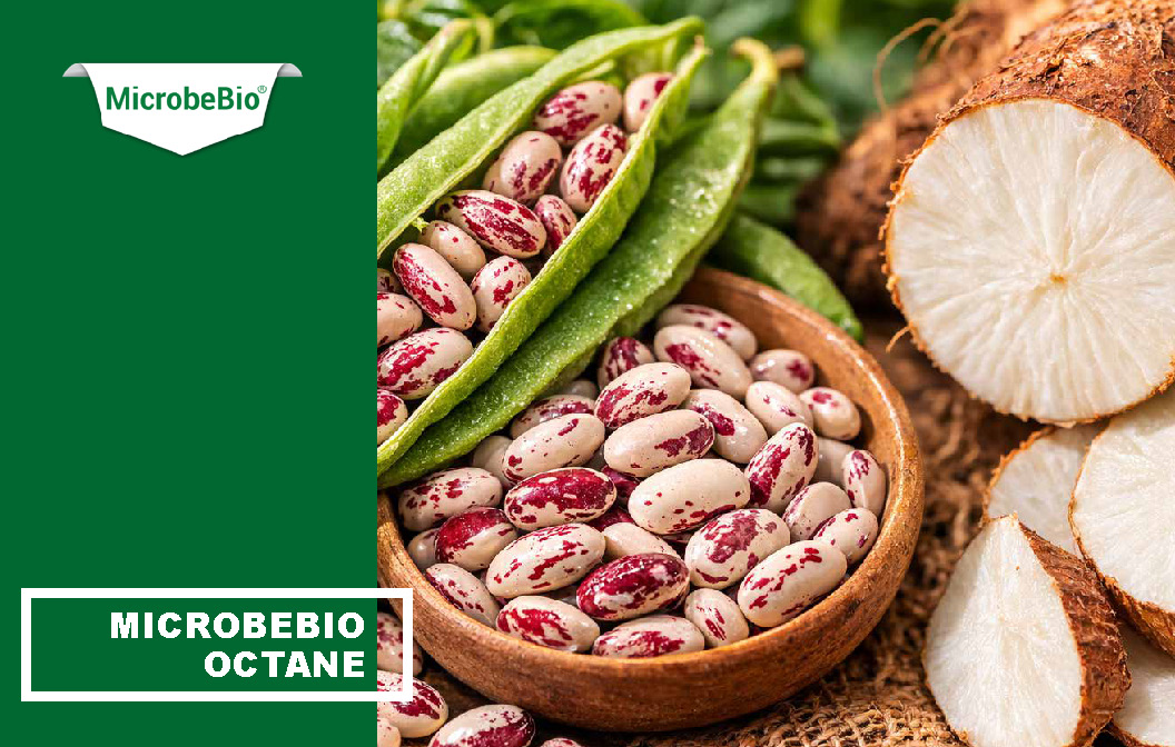 MicrobeBio Octane 16-0-0 is a premium, plant-derived organic nitrogen fertilizer that delivers a powerful 16% water-soluble nitrogen in the form of free amino acids and peptides. This advanced formula provides plants with readily available nitrogen that is absorbed quickly and efficiently through both roots and foliage, bypassing the energy-intensive conversion steps required by traditional nitrogen sources. The result is faster uptake, reduced nutrient loss, and superior nitrogen use efficiency.