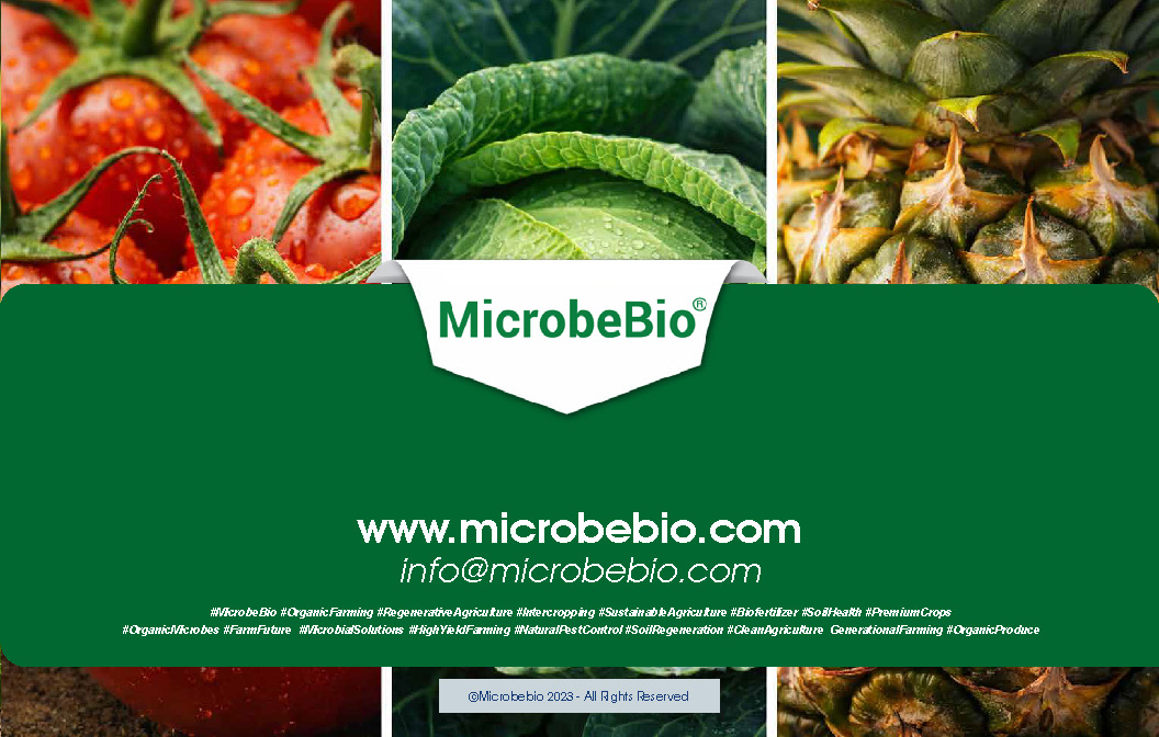 MicrobeBio Octane 16-0-0 is a premium, plant-derived organic nitrogen fertilizer that delivers a powerful 16% water-soluble nitrogen in the form of free amino acids and peptides. This advanced formula provides plants with readily available nitrogen that is absorbed quickly and efficiently through both roots and foliage, bypassing the energy-intensive conversion steps required by traditional nitrogen sources. The result is faster uptake, reduced nutrient loss, and superior nitrogen use efficiency.